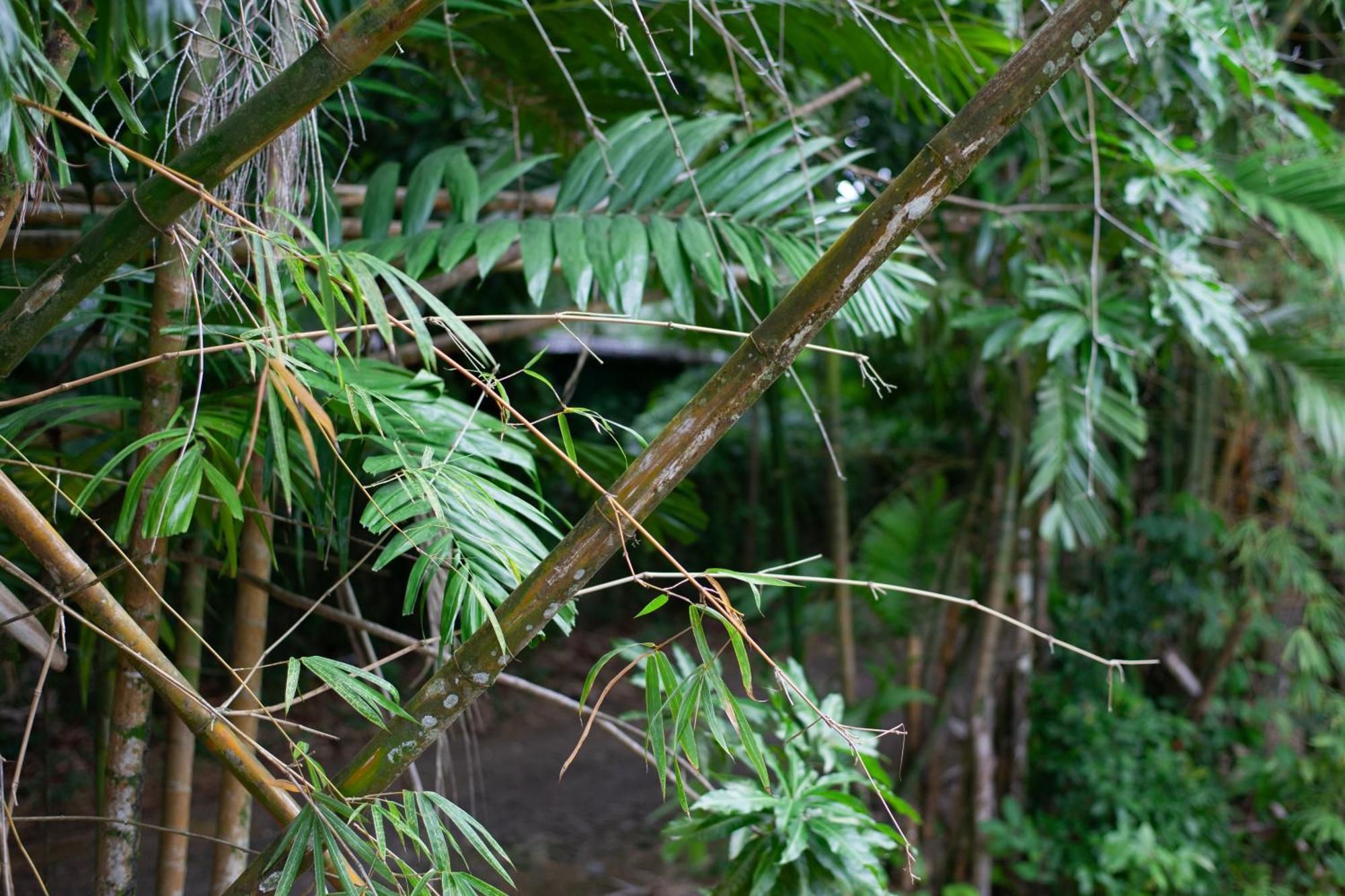 Frenchman'S Cove Resort Port Antonio Exteriér fotografie